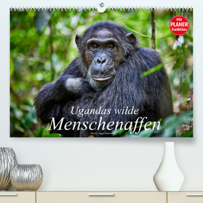 Ugandas wilde Menschenaffen (Premium, hochwertiger DIN A2 Wandkalender 2022, Kunstdruck in Hochglanz) von Ritterbach,  Jürgen