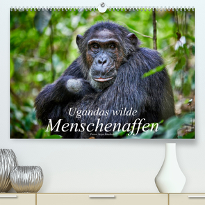 Ugandas wilde Menschenaffen (Premium, hochwertiger DIN A2 Wandkalender 2023, Kunstdruck in Hochglanz) von Ritterbach,  Jürgen
