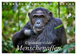 Ugandas wilde Menschenaffen (Tischkalender 2024 DIN A5 quer), CALVENDO Monatskalender von Ritterbach,  Jürgen