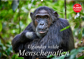 Ugandas wilde Menschenaffen (Wandkalender 2022 DIN A2 quer) von Ritterbach,  Jürgen
