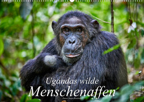Ugandas wilde Menschenaffen (Wandkalender 2023 DIN A2 quer) von Ritterbach,  Jürgen