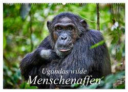 Ugandas wilde Menschenaffen (Wandkalender 2024 DIN A2 quer), CALVENDO Monatskalender von Ritterbach,  Jürgen