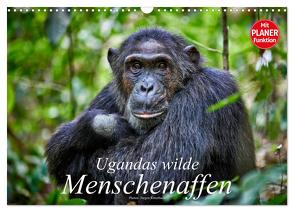 Ugandas wilde Menschenaffen (Wandkalender 2024 DIN A3 quer), CALVENDO Monatskalender von Ritterbach,  Jürgen