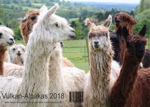 Unser Alpaka-Kalender 2018 von Grommet