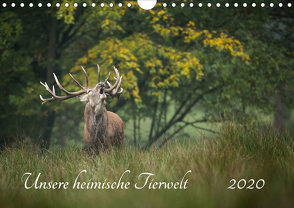Unsere heimische Tierwelt (Wandkalender 2020 DIN A4 quer) von Reibert,  Björn