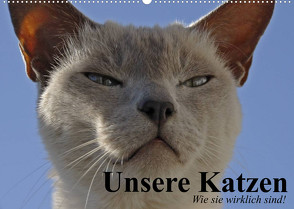 Unsere Katzen. Wie sie wirklich sind! (Wandkalender 2022 DIN A2 quer) von Stanzer,  Elisabeth