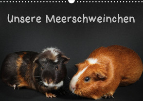 Unsere Meerschweinchen (Wandkalender 2023 DIN A3 quer) von Klecker,  Hermann