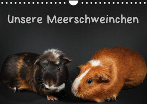 Unsere Meerschweinchen (Wandkalender 2023 DIN A4 quer) von Klecker,  Hermann