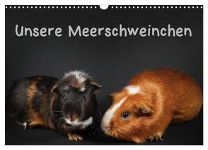 Unsere Meerschweinchen (Wandkalender 2024 DIN A3 quer), CALVENDO Monatskalender von Klecker,  Hermann