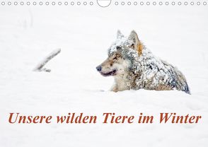 Unsere wilden Tiere im Winter (Wandkalender 2020 DIN A4 quer) von GDT, Martin,  Wilfried