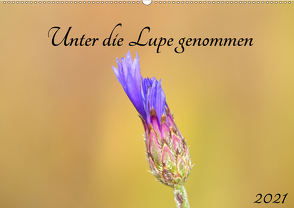 Unter die Lupe genommen (Wandkalender 2021 DIN A2 quer) von Andreas Lederle,  Kevin