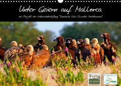Unter Geiern auf Mallorca: Ein Projekt der Naturschutzstiftung Vida Silvestre Mediterránea (Wandkalender 2023 DIN A3 quer) von FVSM