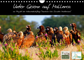 Unter Geiern auf Mallorca: Ein Projekt der Naturschutzstiftung Vida Silvestre Mediterránea (Wandkalender 2023 DIN A4 quer) von FVSM