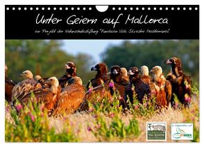 Unter Geiern auf Mallorca: Ein Projekt der Naturschutzstiftung Vida Silvestre Mediterránea (Wandkalender 2024 DIN A4 quer), CALVENDO Monatskalender von FVSM,  FVSM