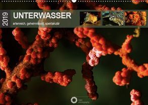 Unterwasser – artenreich, geheimnisvoll, spektakulär (Wandkalender 2019 DIN A2 quer) von Leipe (leipe photography),  Peter