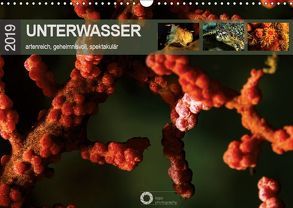 Unterwasser – artenreich, geheimnisvoll, spektakulär (Wandkalender 2019 DIN A3 quer) von Leipe (leipe photography),  Peter