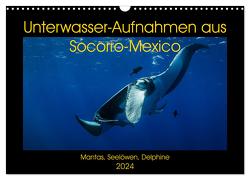 Unterwasser-Aufnahmen aus Socorro-Mexico (Wandkalender 2024 DIN A3 quer), CALVENDO Monatskalender von Caballero,  Sascha