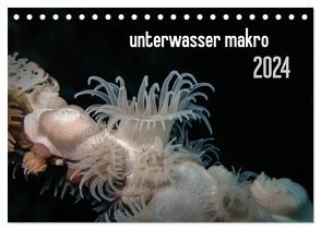 unterwasser makro 2024 (Tischkalender 2024 DIN A5 quer), CALVENDO Monatskalender von Weber-Gebert,  Claudia