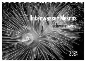 Unterwasser Makros – schwarz weiss 2024 (Wandkalender 2024 DIN A2 quer), CALVENDO Monatskalender von Weber-Gebert,  Claudia