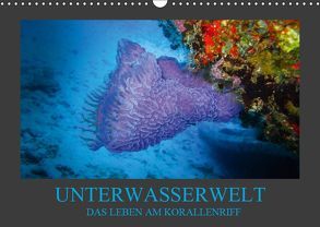 Unterwasserwelt – Das Leben am Korallenriff (Wandkalender 2019 DIN A3 quer) von Meutzner,  Dirk