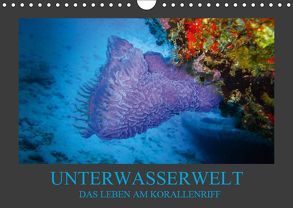 Unterwasserwelt – Das Leben am Korallenriff (Wandkalender 2019 DIN A4 quer) von Meutzner,  Dirk