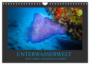 Unterwasserwelt – Das Leben am Korallenriff (Wandkalender 2024 DIN A4 quer), CALVENDO Monatskalender von Meutzner,  Dirk