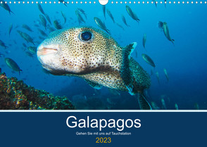 Unterwasserwelt Galapagos (Wandkalender 2023 DIN A3 quer) von photography,  IAM