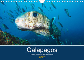 Unterwasserwelt Galapagos (Wandkalender 2023 DIN A4 quer) von photography,  IAM