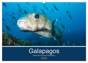 Unterwasserwelt Galapagos (Wandkalender 2024 DIN A2 quer), CALVENDO Monatskalender von photography,  IAM