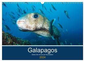 Unterwasserwelt Galapagos (Wandkalender 2024 DIN A3 quer), CALVENDO Monatskalender von photography,  IAM