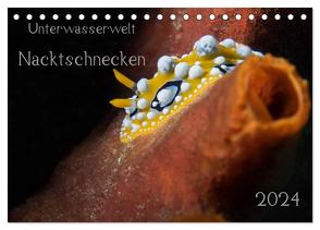 Unterwasserwelt Nacktschnecken (Tischkalender 2024 DIN A5 quer), CALVENDO Monatskalender von Oldani,  Dorothea