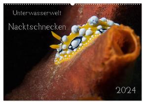 Unterwasserwelt Nacktschnecken (Wandkalender 2024 DIN A2 quer), CALVENDO Monatskalender von Oldani,  Dorothea