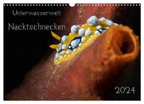 Unterwasserwelt Nacktschnecken (Wandkalender 2024 DIN A3 quer), CALVENDO Monatskalender von Oldani,  Dorothea