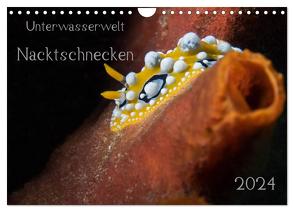 Unterwasserwelt Nacktschnecken (Wandkalender 2024 DIN A4 quer), CALVENDO Monatskalender von Oldani,  Dorothea