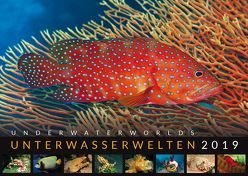 Unterwasserwelten 2019 von Mohrmann,  Hans-Jürgen