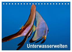Unterwasserwelten (Tischkalender 2024 DIN A5 quer), CALVENDO Monatskalender von Gödecker,  Dieter