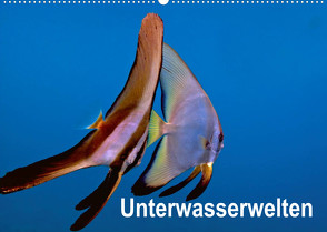 Unterwasserwelten (Wandkalender 2022 DIN A2 quer) von Gödecker,  Dieter