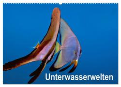 Unterwasserwelten (Wandkalender 2024 DIN A2 quer), CALVENDO Monatskalender von Gödecker,  Dieter