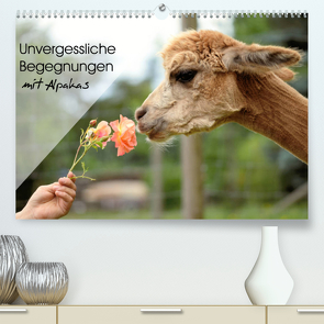 Unvergessliche Begegnungen mit Alpakas (Premium, hochwertiger DIN A2 Wandkalender 2023, Kunstdruck in Hochglanz) von Rentschler,  Heidi