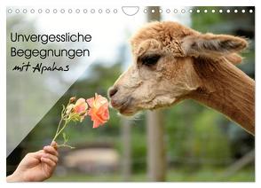 Unvergessliche Begegnungen mit Alpakas (Wandkalender 2024 DIN A4 quer), CALVENDO Monatskalender von Rentschler,  Heidi