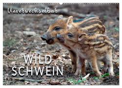 Unverwechselbar – Wildschwein (Wandkalender 2024 DIN A2 quer), CALVENDO Monatskalender von Roder,  Peter