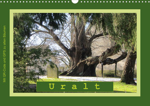 Uralt – Mit QR-Code und GPS zu alten Bäumen (Wandkalender 2023 DIN A3 quer) von Keller,  Angelika