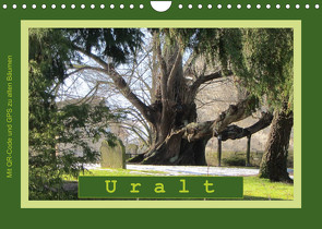 Uralt – Mit QR-Code und GPS zu alten Bäumen (Wandkalender 2023 DIN A4 quer) von Keller,  Angelika