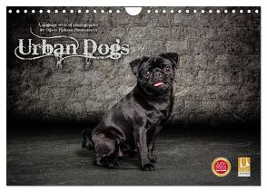 Urban Dogs – Hundekalender der anderen Art (Wandkalender 2024 DIN A4 quer), CALVENDO Monatskalender von Pinkoss Photostorys,  Oliver