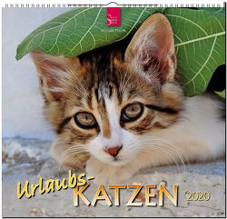 Urlaubs-Katzen von Ptacek,  Miroslav