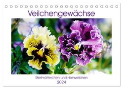 Veilchengewächse – Stiefmütterchen und Hornveilchen (Tischkalender 2024 DIN A5 quer), CALVENDO Monatskalender von Kruse,  Gisela