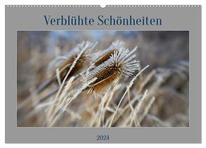 Verblühte Schönheiten (Wandkalender 2024 DIN A2 quer), CALVENDO Monatskalender von Spieß,  Petra