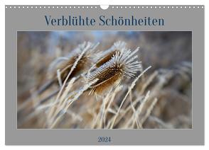 Verblühte Schönheiten (Wandkalender 2024 DIN A3 quer), CALVENDO Monatskalender von Spieß,  Petra