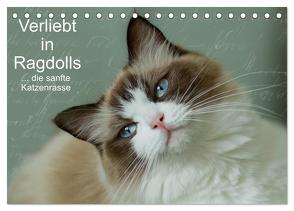 Verliebt in Ragdolls … die sanfte Katzenrasse (Tischkalender 2024 DIN A5 quer), CALVENDO Monatskalender von Reiß-Seibert,  Marion