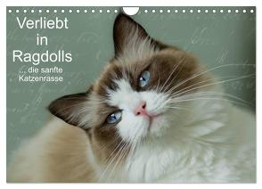 Verliebt in Ragdolls … die sanfte Katzenrasse (Wandkalender 2024 DIN A4 quer), CALVENDO Monatskalender von Reiß-Seibert,  Marion